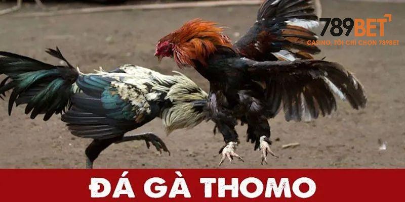 Đá Gà Thomo